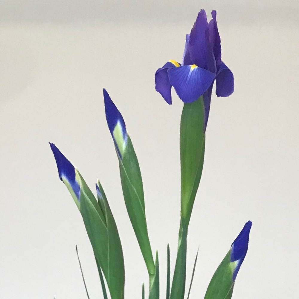 Meet your Posher, Audry